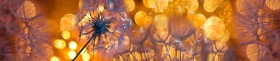 Кухонный фартук Мерцание Одуванчики золотистые 3 серебро в Тамбове - tambov.katalogmebeli.com | фото